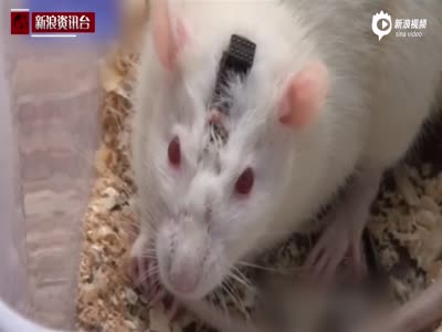 俄科学家研发反IS生化鼠：超灵敏嗅觉闻出炸药