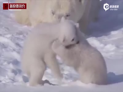 小北极熊初离巢 