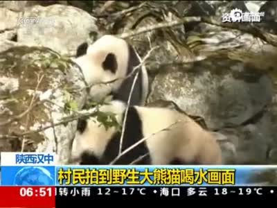 野生大熊猫河边喝水 发现被偷拍转身离开