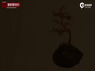 迷你版“天空之城”：日本发明悬浮小盆栽