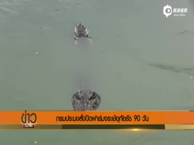 游客在泰国破旧铁皮船上钓鳄鱼 场面惊险