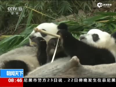 快2岁了！ 大熊猫三胞胎开始断奶 尝试独立生活