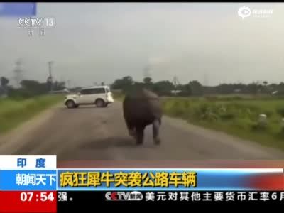 印度：疯狂犀牛突袭公路车辆 车辆开路边避险