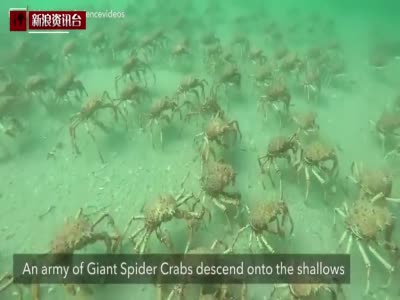 壮观！实拍墨尔本海湾上万只蜘蛛蟹大迁徙