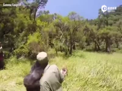 实拍女子卢旺达度蜜月遭猩猩袭击 被一拳击倒