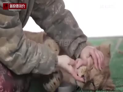 实拍俄饲养员上街遛狮子 5岁男童被扑倒拖拽