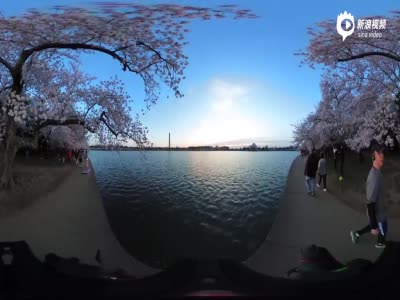 全景延时：华盛顿观日出赏樱花美景惹人醉