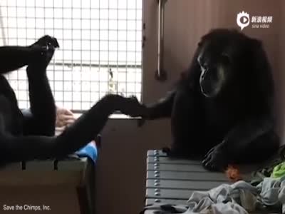 大猩猩被关18年后首次见同类不愿放手