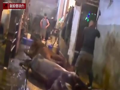 澳洲动物保护组织曝视频 揭越南残忍屠牛