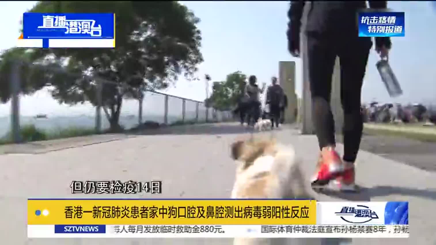 视频|香港：新冠肺炎患者的猫狗须送往检疫