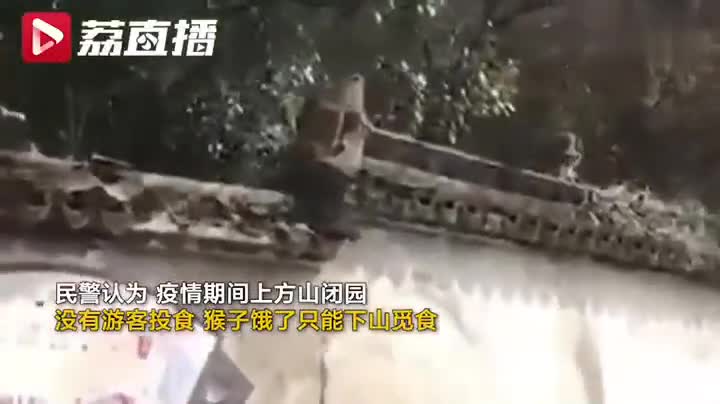 视频-猴子找路人讨食警察连人带猴劝返