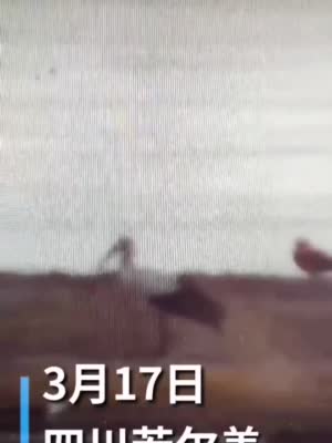 若尔盖湿地监控拍到东方白鹳   系四川首次影像记录
