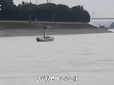 执法人员长江上巡视，偶遇十几头江豚“撒欢”