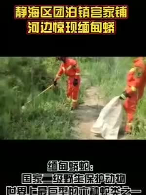 天津静海惊现2米多长巨蟒（视频）！消防员徒手抓获…