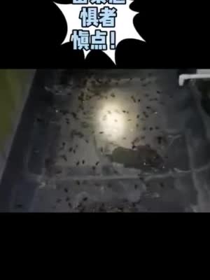 上海一小区下起蟑螂雨 居民一晚上看到几千只蟑螂