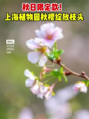 秋日限定款！上海植物园秋樱绽放枝头