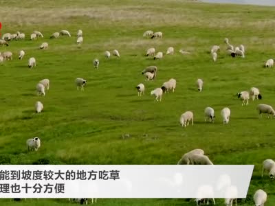 日本推出新式除草业务：租羊上门吃草 包月320元