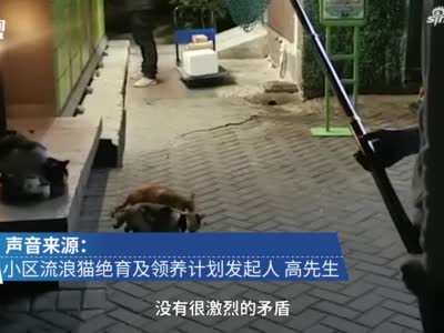 上海市民众筹为小区流浪猫绝育：如何与之共存更值得被讨论