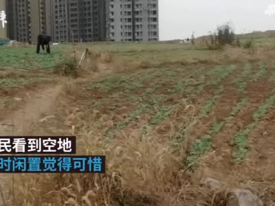 开发闲置荒地被市民种上蔬菜，办事处：呼吁不要效仿