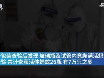 塑胶试管内有乾坤，上海海关在出口快件中查验7万只活体蚂蚁