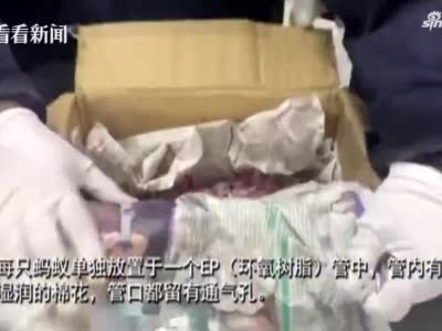 海外包裹现异常!上海邮局海关查获406只活体蚂蚁