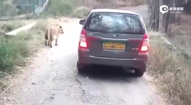 印度动物园狮子突然撕咬游览汽车