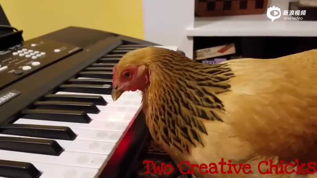神奇！小鸡钢琴弹奏歌曲惊呆众人