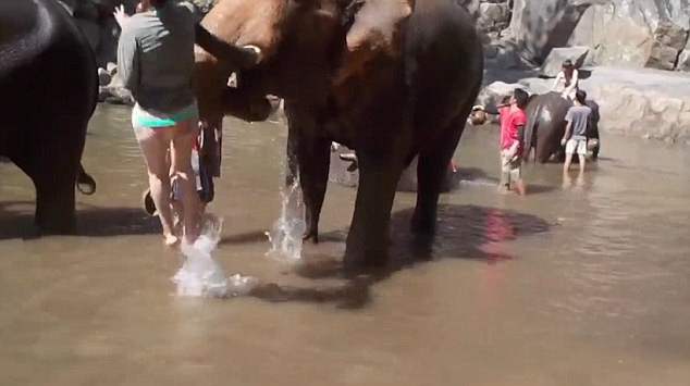实拍游客摸大象鼻子 被瞬间撞飞空中