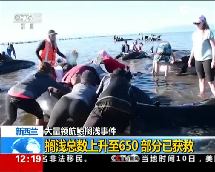 新西兰：大量领航鲸搁浅事件——搁浅总数上升至650  部分已获救