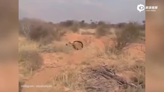 阿联酋狩猎队途中突遇猛狮 齐开枪射击