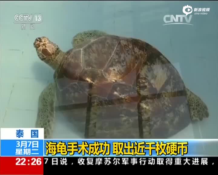 泰国海龟误吞上千枚许愿币 医生手术7小时取出