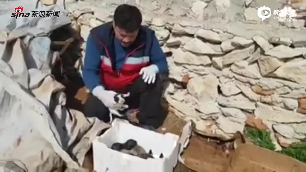 暖心！叙利亚战火中，阿勒颇猫男成为和平使者