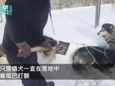 哈尔滨亚布力滑雪场否认虐待雪橇犬：没虐待 得讲证据