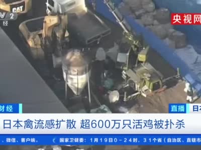 视频|禽流感扩散 日本扑杀超600万只活鸡
