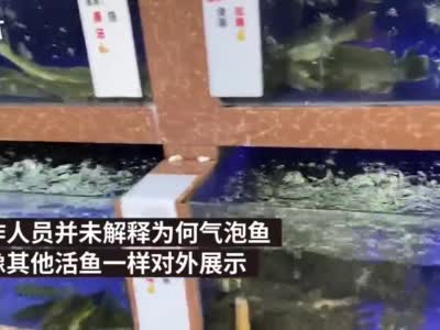 武汉河水活鱼饭店经营鲜“气泡鱼” 曾打广告卖河豚汤