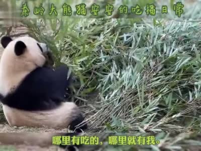 好消息！秦岭大熊猫繁育中心要开放！
