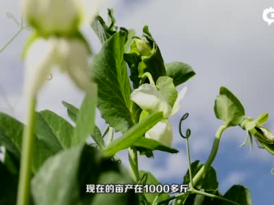 施甸：小豌豆种出亿元大产业