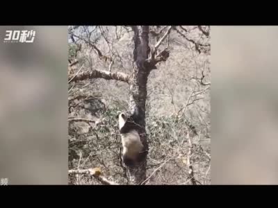 30秒 | 四川宝兴拍到野生大熊猫“相亲”画面：一只在树下“呼唤” 一只顺树而下