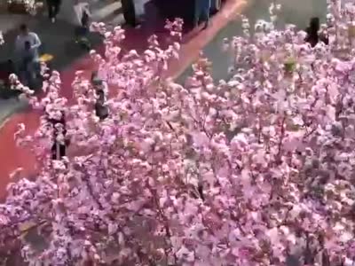 【津云鏡頭】粉色花海春意濃 大理道的海棠花開啦！