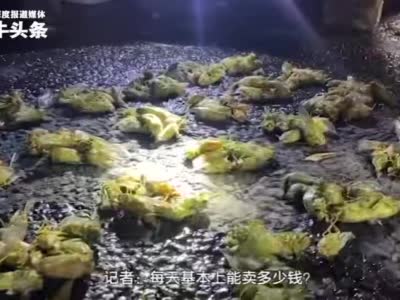 【紫牛头条】夏夜探访南京最大的“金蝉”市场，有人一晚捉2000只赚上千元