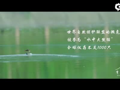 生态秘境：中华秋沙鸭