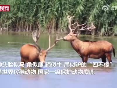 世界珍稀动物“四不像”麋鹿在天津七里海湿地自由生长