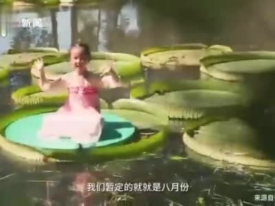 武汉植物园王莲盛开：水上大力士王莲可体验水上漂，长势良好的王莲可以承重六七十公斤左右