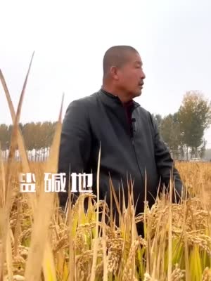 乡村行·看振兴丨唐山丰南：万亩稻浪迎丰年